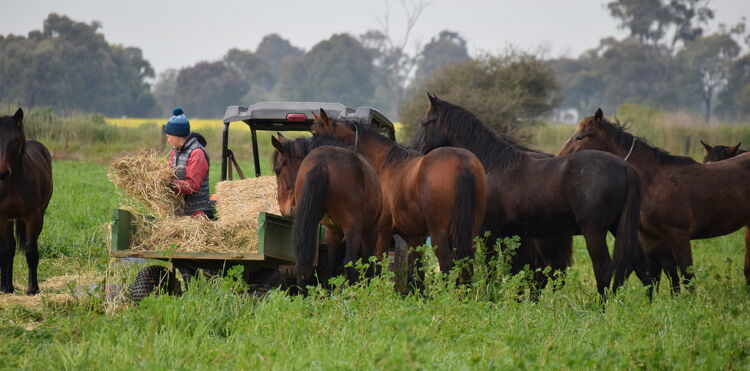 A group of dark brown horses gathered around a person in a blue beanie on a small utility vehicle, distributing hay in a green field.