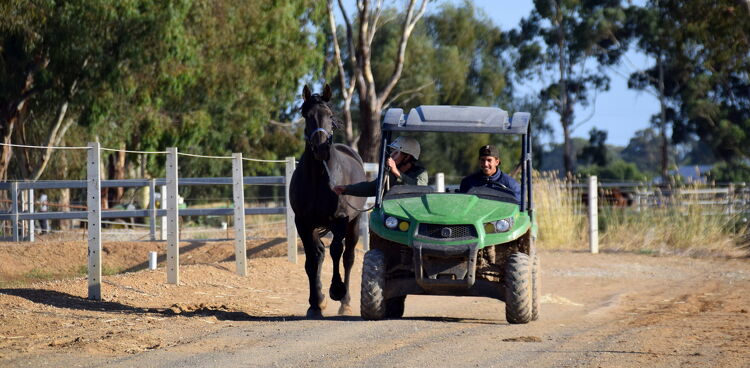 A person driving a green utility vehicle alongside a black horse being led on a gravel path, surrounded by fencing and trees in the background.