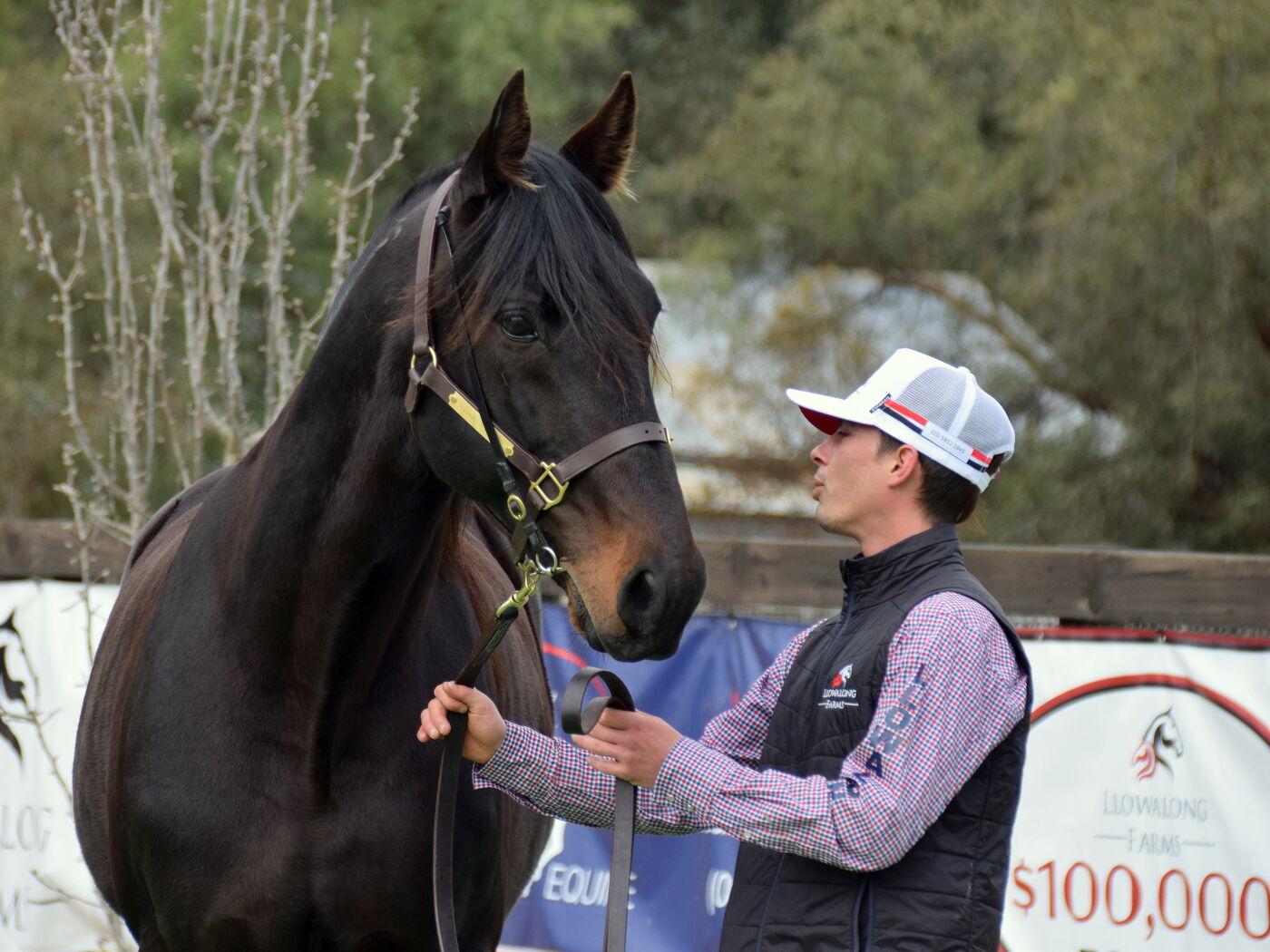 Yankee Rockstar