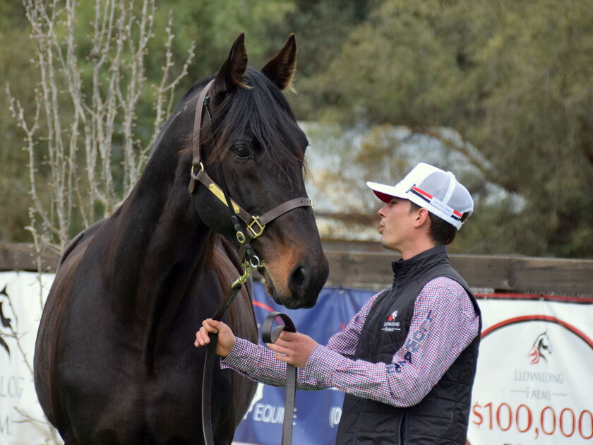 Yankee Rockstar