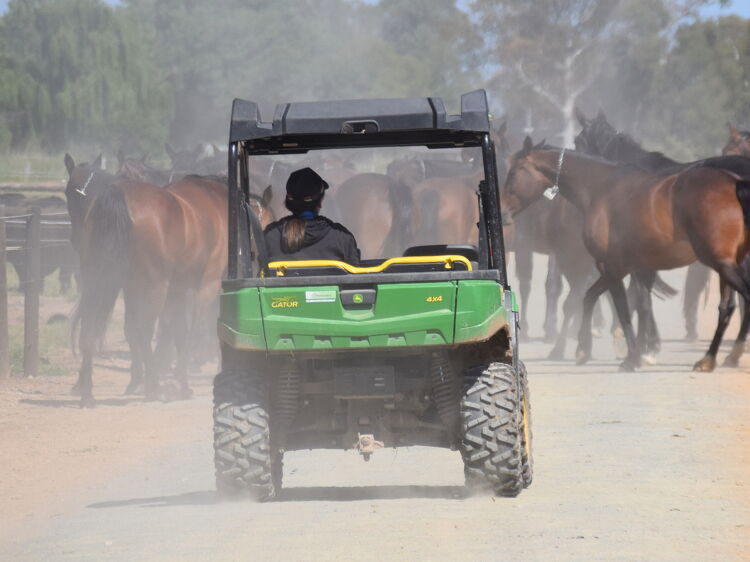 A green utility vehicle driving down a dusty path with a large group of brown horses on either side, partially obscured by dust.
