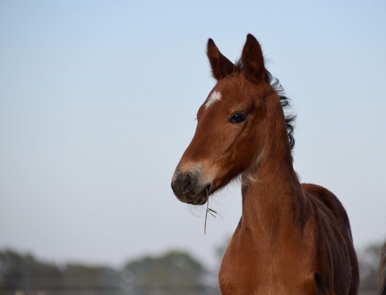 A close-up of a chestnut foal with a white marking on its face, standing against a clear sky and holding a piece of grass in its mouth.
