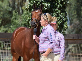 The 2026 Nutrien Sydney Llowalong Yearling Sale Draft
