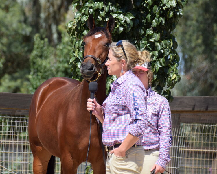 A woman holding a microphone while standing next to a bay-colored horse, with another person in a matching outfit in the background. Both are wearing "Llowalong" branded shirts.