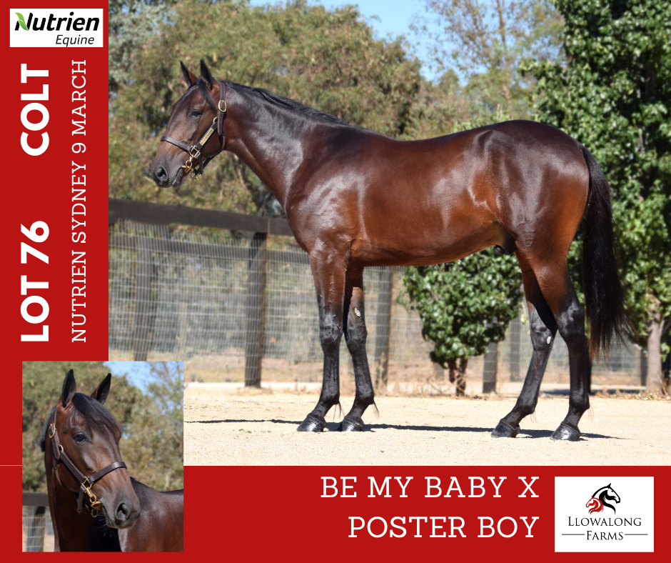 Huge weekend for POSTER BOY
