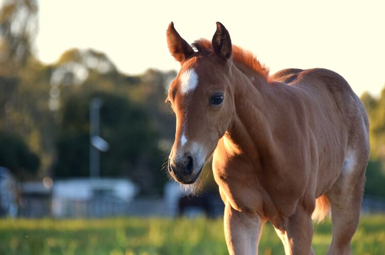 A young chestnut foal with a white marking on its face standing in a green field, looking towards the camera.