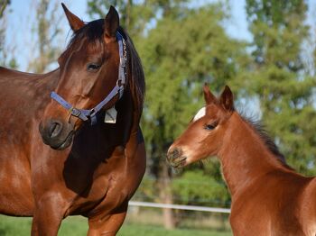 Llowalong Foals Arriving 