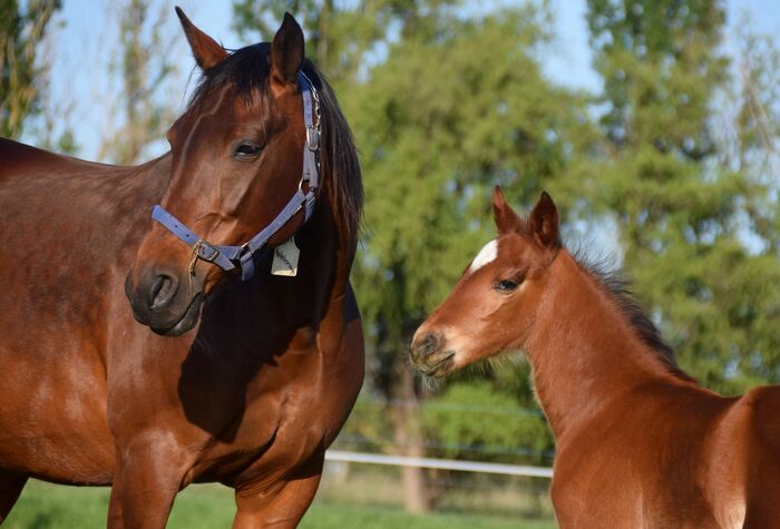 Llowalong Foals Arriving 