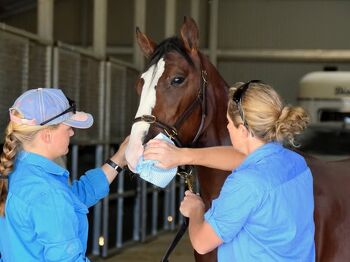 Interested in working with Llowalong in the lead up to the 2025 Yearling Sales?