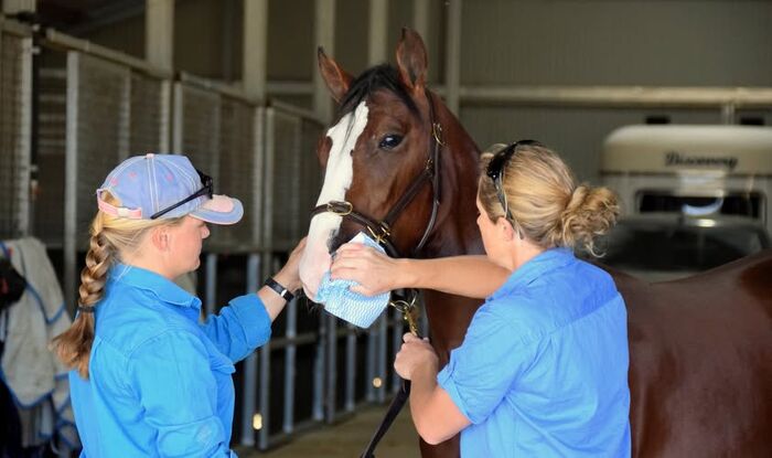 Interested in working with Llowalong in the lead up to the 2025 Yearling Sales?