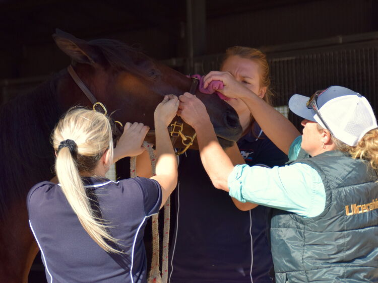 Three people working together in close proximity around a horse’s head, possibly performing a medical or grooming procedure inside a stable.
