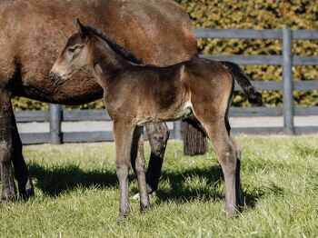 First Foals for King of the North 