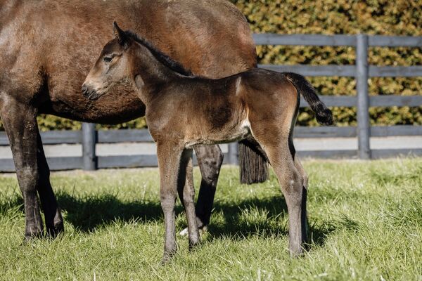 First Foals for King of the North 