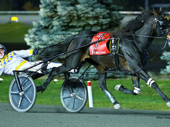 Sons of guns set to carry on trotting sire dynasty