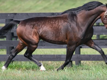 Vic trainer chasing Derby dream with Pastor son