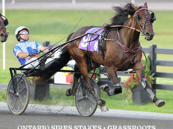 Another sires stakes winner for King in Canada