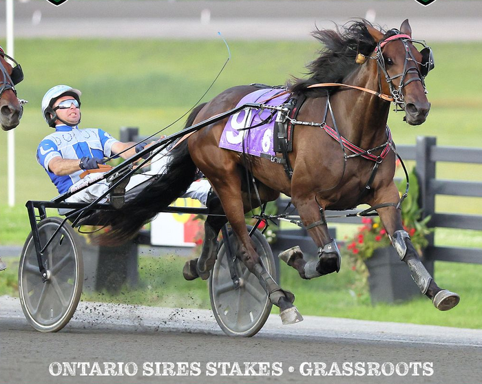 Another sires stakes winner for King in Canada