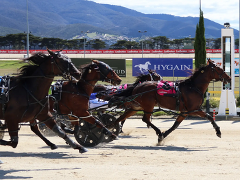 Poster Boy colt creates talking point