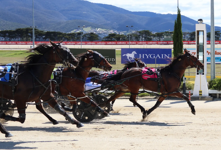 Poster Boy colt creates talking point